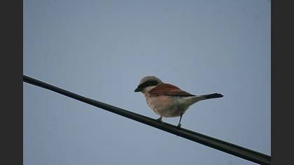 Kızılsırtlı örümcekkuşu » Red-backed Shrike » Lanius collurio