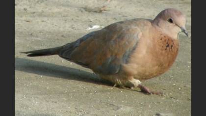Küçük kumru » Laughing Dove » Spilopelia senegalensis