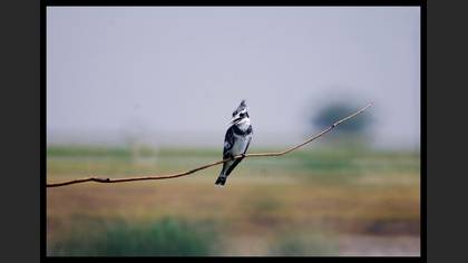 Alaca yalıçapkını » Pied Kingfisher » Ceryle rudis