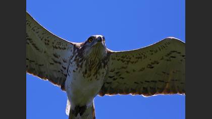 Yılan kartalı » Short-toed Snake Eagle » Circaetus gallicus