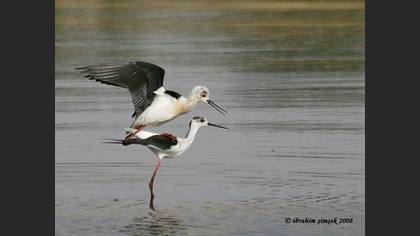 Uzunbacak » Black-winged Stilt » Himantopus himantopus