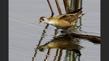 Bataklık suyelvesi » Little Crake » Porzana parva