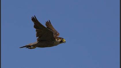 Gök doğan » Peregrine Falcon » Falco peregrinus