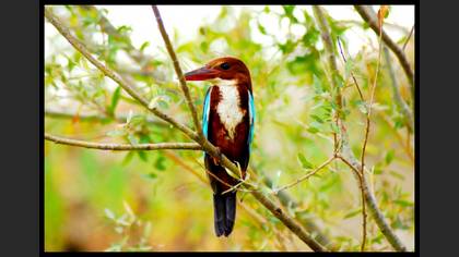 İzmir yalıçapkını » White-throated Kingfisher » Halcyon smyrnensis