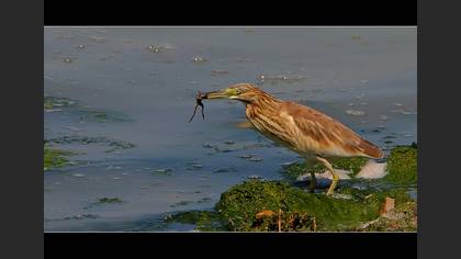 Alaca balıkçıl » Squacco Heron » Ardeola ralloides