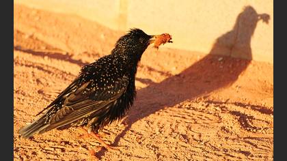 Sığırcık » Common Starling » Sturnus vulgaris