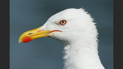 Gümüş martı » Yellow-legged Gull » Larus michahellis