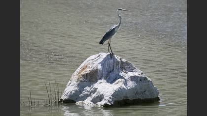Gri balıkçıl