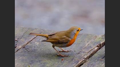 Kızılgerdan » European Robin » Erithacus rubecula