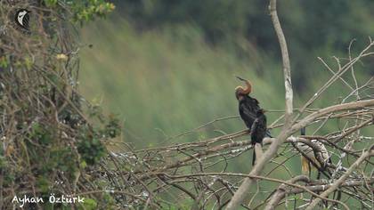Yılanboyun