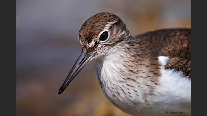 Dere düdükçünü