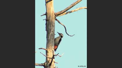 Alaca ağaçkakan » Syrian Woodpecker » Dendrocopos syriacus