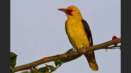 Sarıasma » Eurasian Golden Oriole » Oriolus oriolus