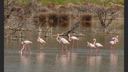Flamingo