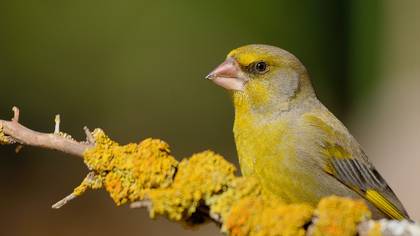 Florya » European Greenfinch » Chloris chloris