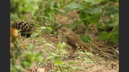 Benekli bülbül » Thrush Nightingale » Luscinia luscinia