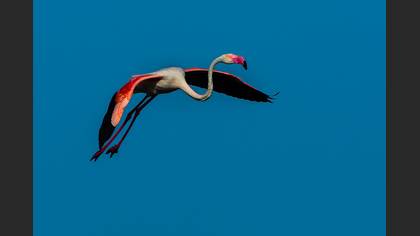 Flamingo