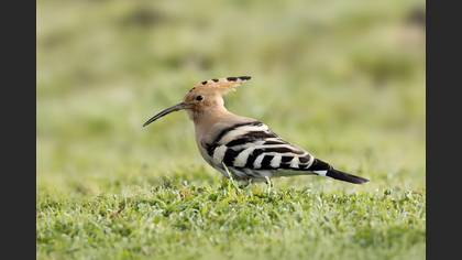İbibik » Eurasian Hoopoe » Upupa epops