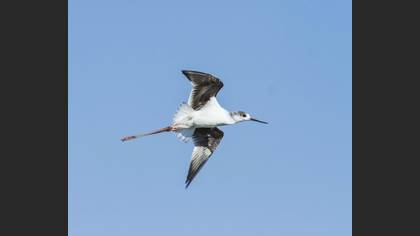 Uzunbacak » Black-winged Stilt » Himantopus himantopus
