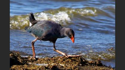 Sazhorozu » Grey-headed Swamphen » Porphyrio poliocephalus
