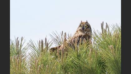 Kır baykuşu