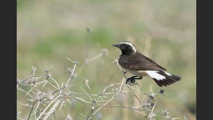 Kıbrıs kuyrukkakanı » Cyprus Wheatear » Oenanthe cypriaca