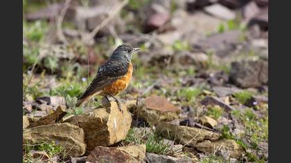 Taşkızılı » Common Rock Thrush » Monticola saxatilis