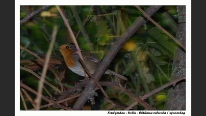 Kızılgerdan » European Robin » Erithacus rubecula