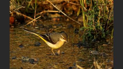 Dağ kuyruksallayanı » Grey Wagtail » Motacilla cinerea