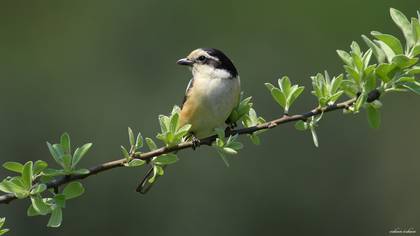 Maskeli örümcekkuşu » Masked Shrike » Lanius nubicus