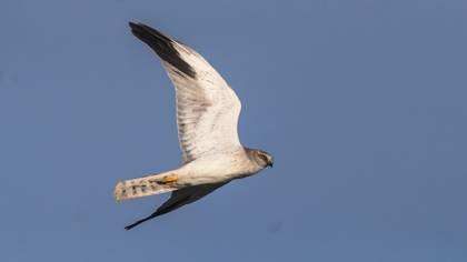 Bozkır delicesi » Pallid Harrier » Circus macrourus