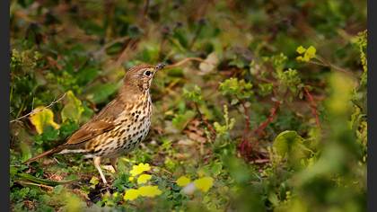 Öter ardıç » Song Thrush » Turdus philomelos