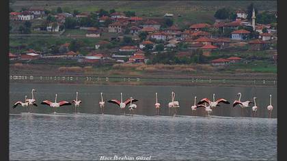 Flamingo