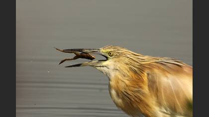 Alaca balıkçıl » Squacco Heron » Ardeola ralloides