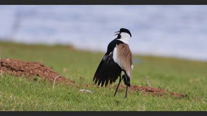 Mahmuzlu kızkuşu » Spur-winged Lapwing » Vanellus spinosus
