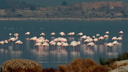 Flamingo