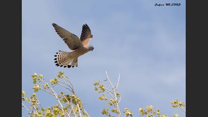 Kerkenez » Common Kestrel » Falco tinnunculus