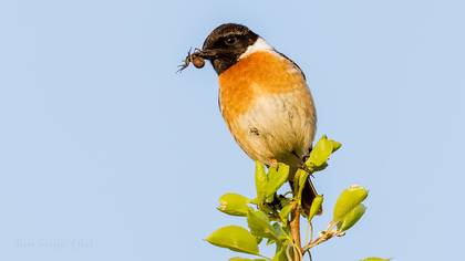 Taşkuşu