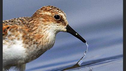 Küçük kumkuşu » Little Stint » Calidris minuta