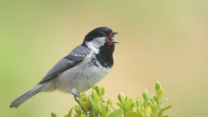 Çam baştankarası » Coal Tit » Periparus ater
