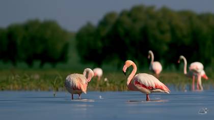 Flamingo