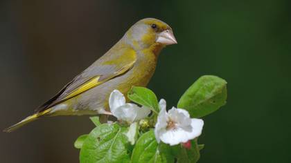 Florya » European Greenfinch » Chloris chloris