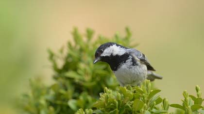 Çam baştankarası » Coal Tit » Periparus ater