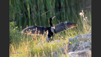 Karabatak » Great Cormorant » Phalacrocorax carbo