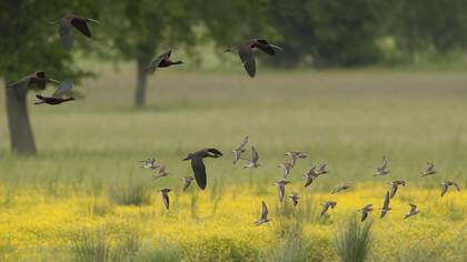 Çeltikçi » Glossy Ibis » Plegadis falcinellus