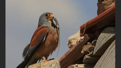 Küçük kerkenez » Lesser Kestrel » Falco naumanni