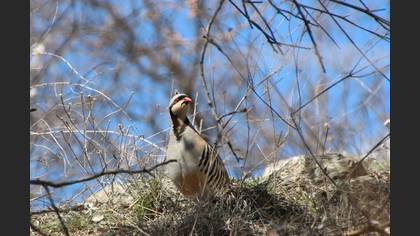 Kınalı keklik » Chukar Partridge » Alectoris chukar