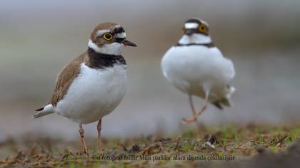 Halkalı küçük cılıbıt » Little Ringed Plover » Charadrius dubius