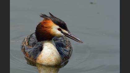 Bahri » Great Crested Grebe » Podiceps cristatus