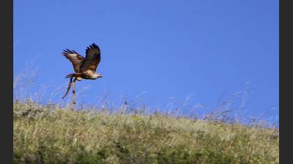Kızıl şahin » Long-legged Buzzard » Buteo rufinus